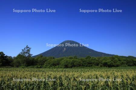 羊蹄山とトウモロコシ畑