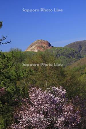 昭和新山と桜