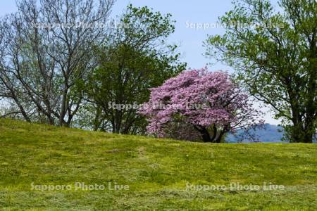 丘の桜