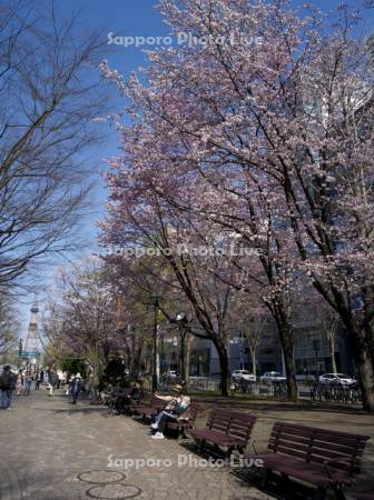 桜の大通公園