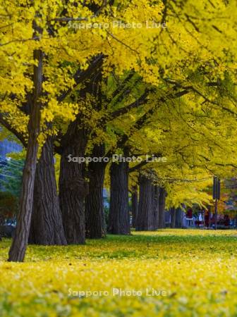 中島公園　イチョウ並木