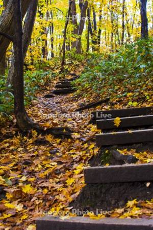 紅葉の登山道