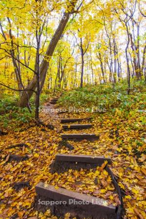 紅葉の登山道