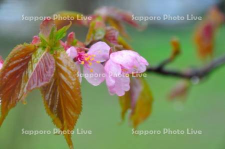 桜