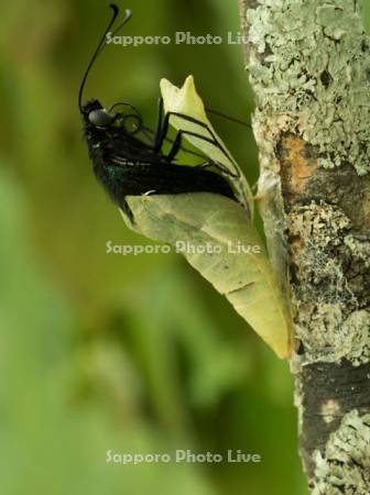 ミヤマカラスアゲハの羽化