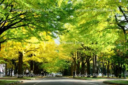 北大イチョウ並木