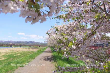 余市川の土手の桜