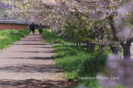 余市川の土手の桜