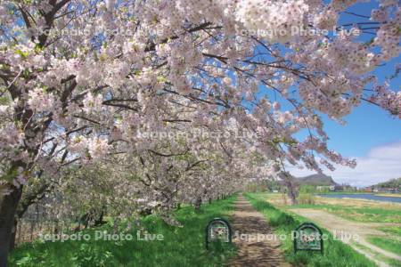 桜並木