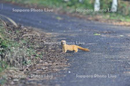 チョウセンイタチ