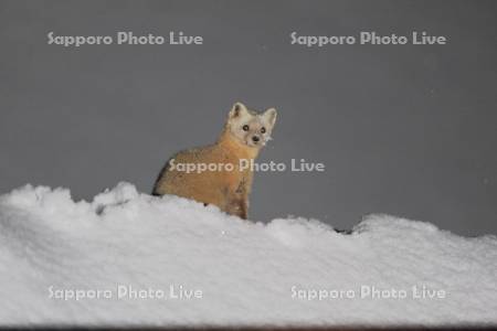 エゾクロテン