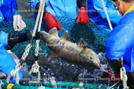 秋鮭の捕獲作業