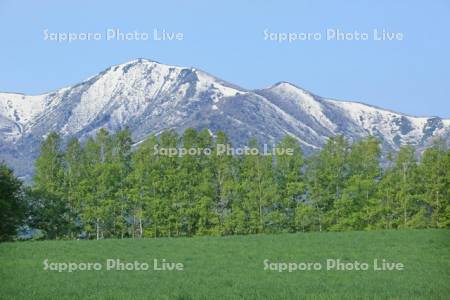 芽吹きの草原と日高連山