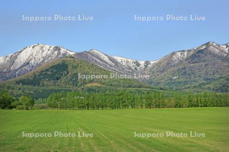 十勝新緑の牧草畑と日高の山