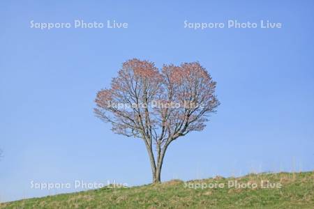 丘のエゾヤマザクラ一本木