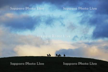 夕日の丘に放牧馬