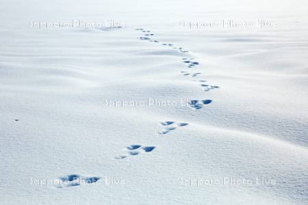 雪原にエゾユキウサギの足跡
