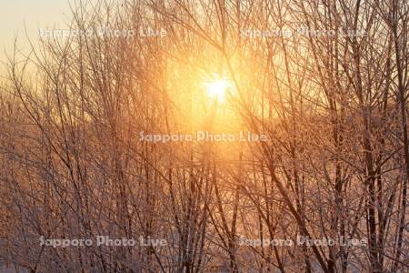 霧氷樹と日の出