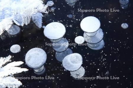 釧路湿原のアイスバブル