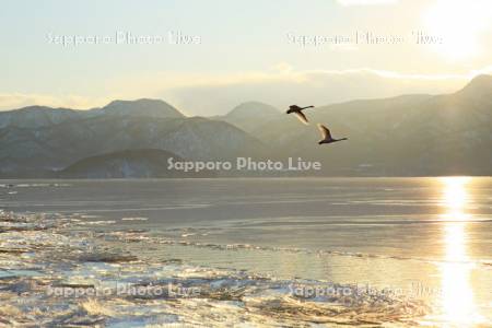 夕日に輝く屈斜路湖の割れ氷と白鳥
