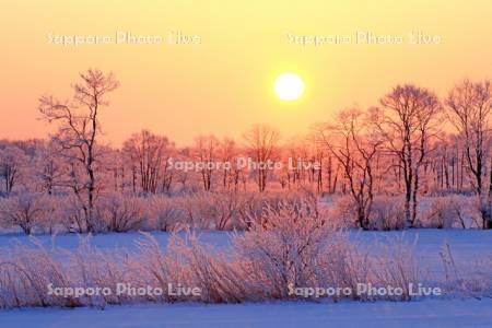 日の出と霧氷の木々