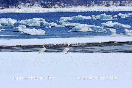 温根沼の流氷と白鳥