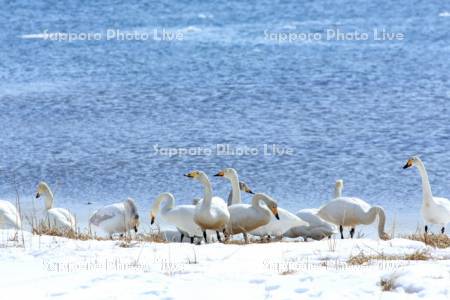 温根沼の流氷と白鳥
