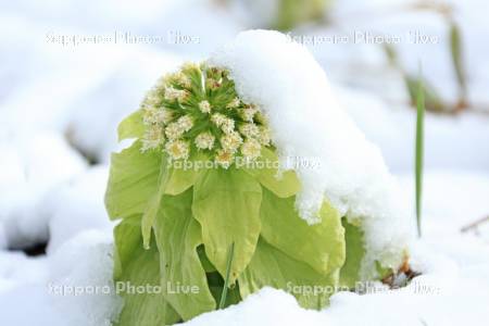 春雪のフキノトウ