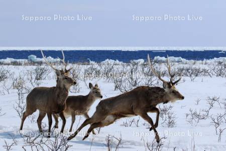 野付半島の流氷と牡鹿の移動