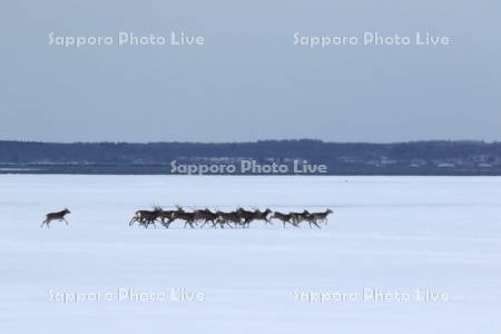 氷上の野付湾移動の牡鹿
