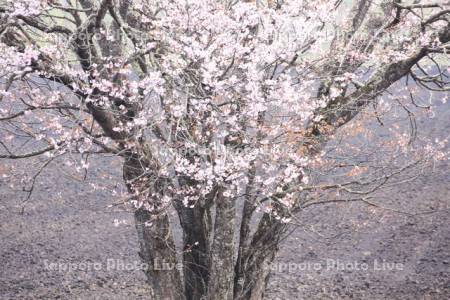 鶴居村のエゾヤマザクラ一本木