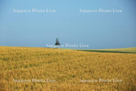 丘の麦畑と一本木