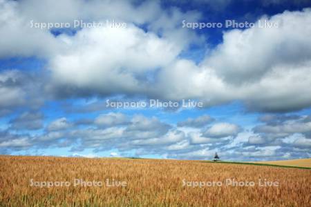 丘の麦畑と雲