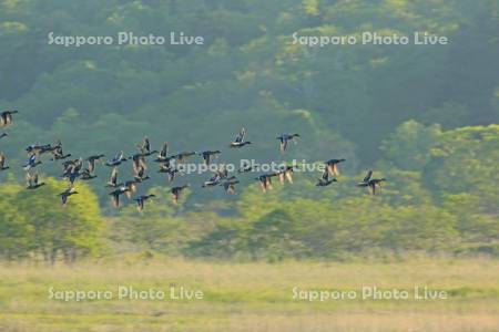 湿原を飛翔するヒシクイの群れ
