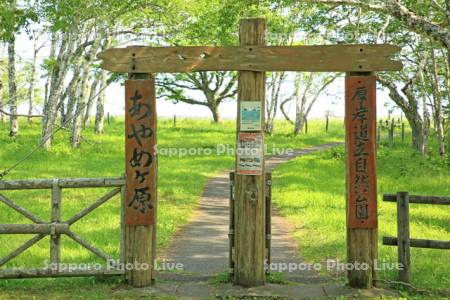 原生花園あやめケ原