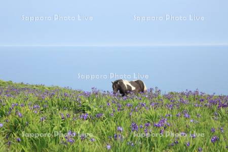 原生花園あやめケ原と放牧馬