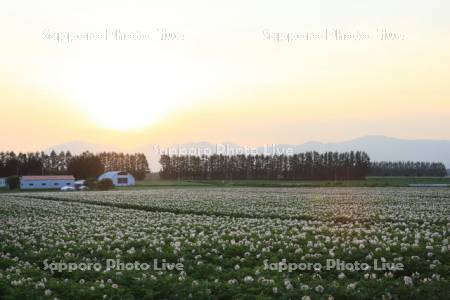 夕日に彩るイモ畑