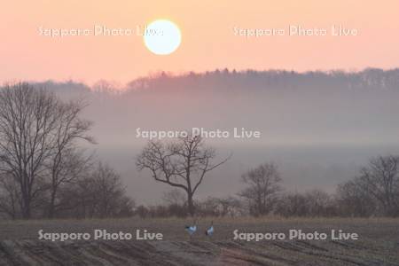 朝霧と日の出と丹頂鶴