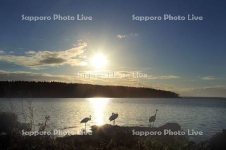 風蓮湖の夕日とタンチョウ親子