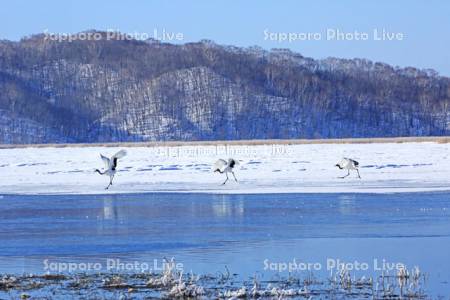氷上の湖面を飛び立つタンチョウ親子