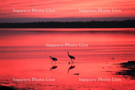 夕焼けの風蓮湖と丹頂親子