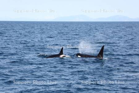 羅臼の海とシャチ