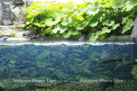 山の水族館