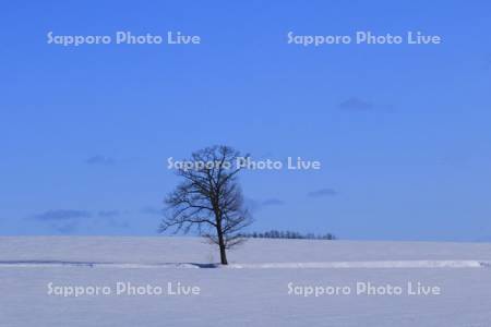 木と雪原