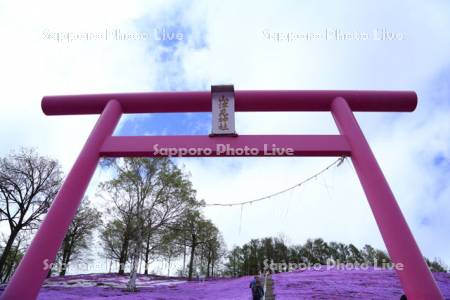 東藻琴芝桜公園