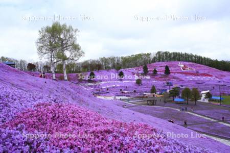 東藻琴芝桜公園