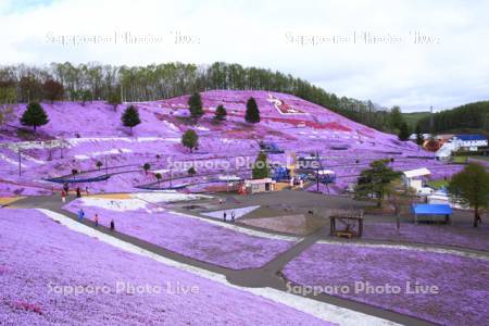 東藻琴芝桜公園