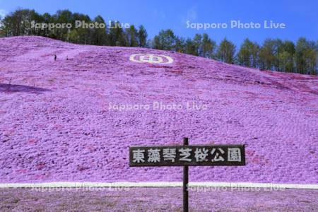 東藻琴芝桜公園