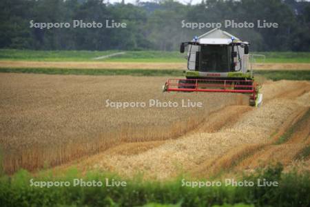 小麦収穫作業