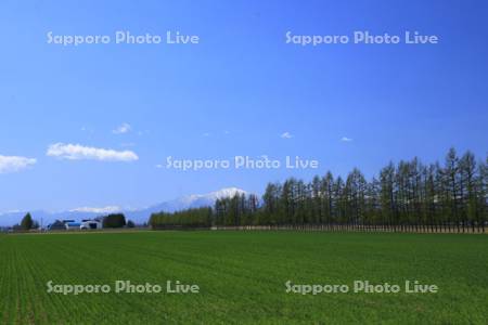 畑と青空　日高山脈